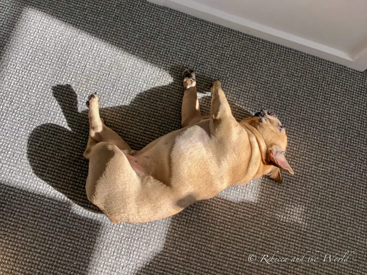 French bulldog lying in sun