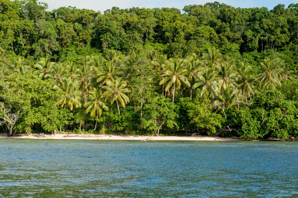 Lush tropical forest lining a sandy beach on a bright day, exemplifying the natural beauty of Papua New Guinea's coastline.