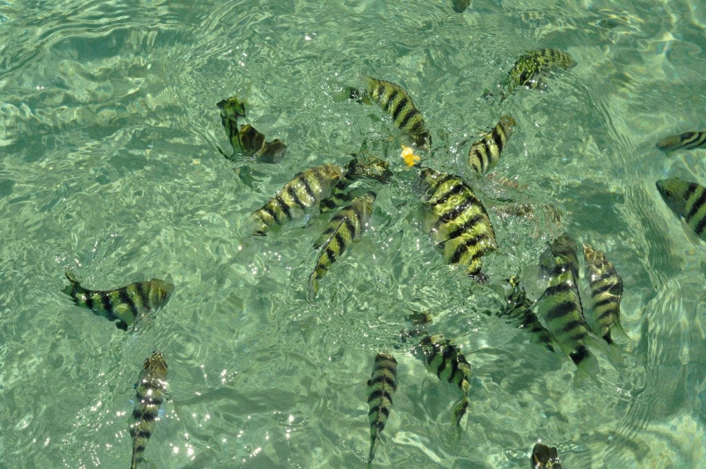 Sergeant major fish feeding near the surface in clear, turquoise waters, showing the vibrant marine life. You can see plenty of fish, turtles and even WWII wrecks while snorkelling in PNG.