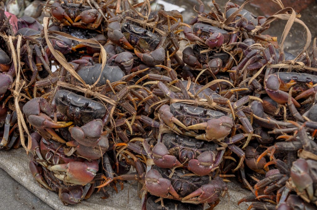 A bundle of large land crabs tied together, ready for sale at a local market. There's plenty of fresh seafood to eat in Papua New Guinea.