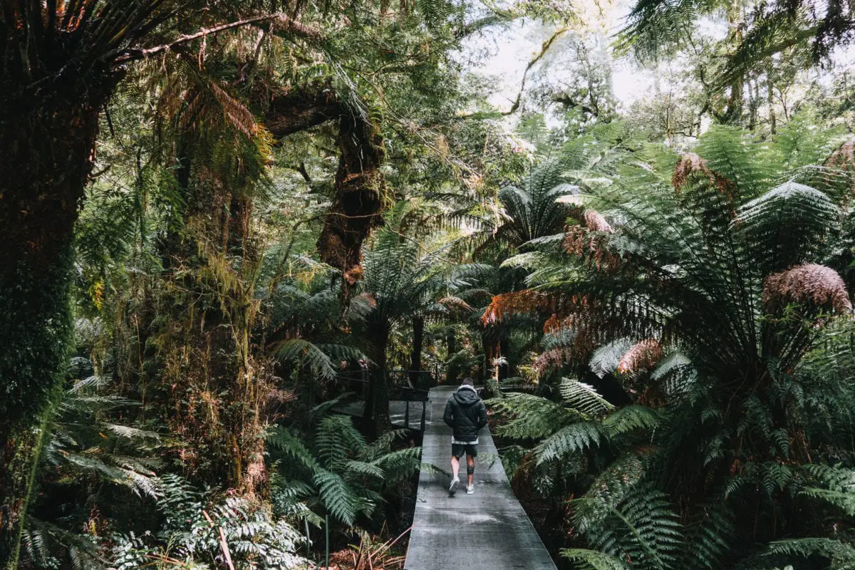 A man (the author's husband) walking down a wooden boardwalk surrounded by dense fern vegetation in a forest. The Maits Rest Rainforest Walk is one of the best trails along the Great Ocean Road.