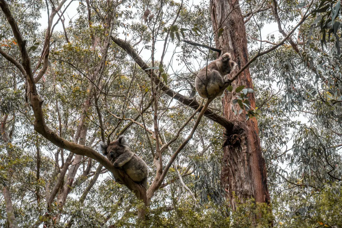 Two koalas nestled in the fork of a tree branch, surrounded by dense eucalyptus foliage. You can spot koalas in many places along the Great Ocean Road.