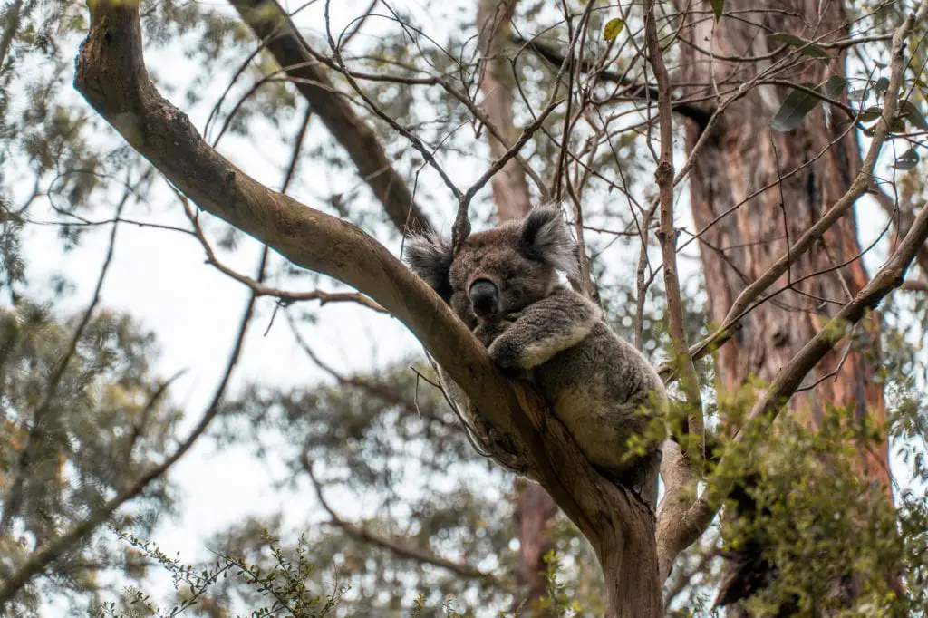 A koala nestled in the fork of a tree branch, with a close-up on its furry face and the surrounding leaves. Keep an eye out for koalas along the road to the Cape Otway Lightstation - it's one of the best places to see koalas in the wild.