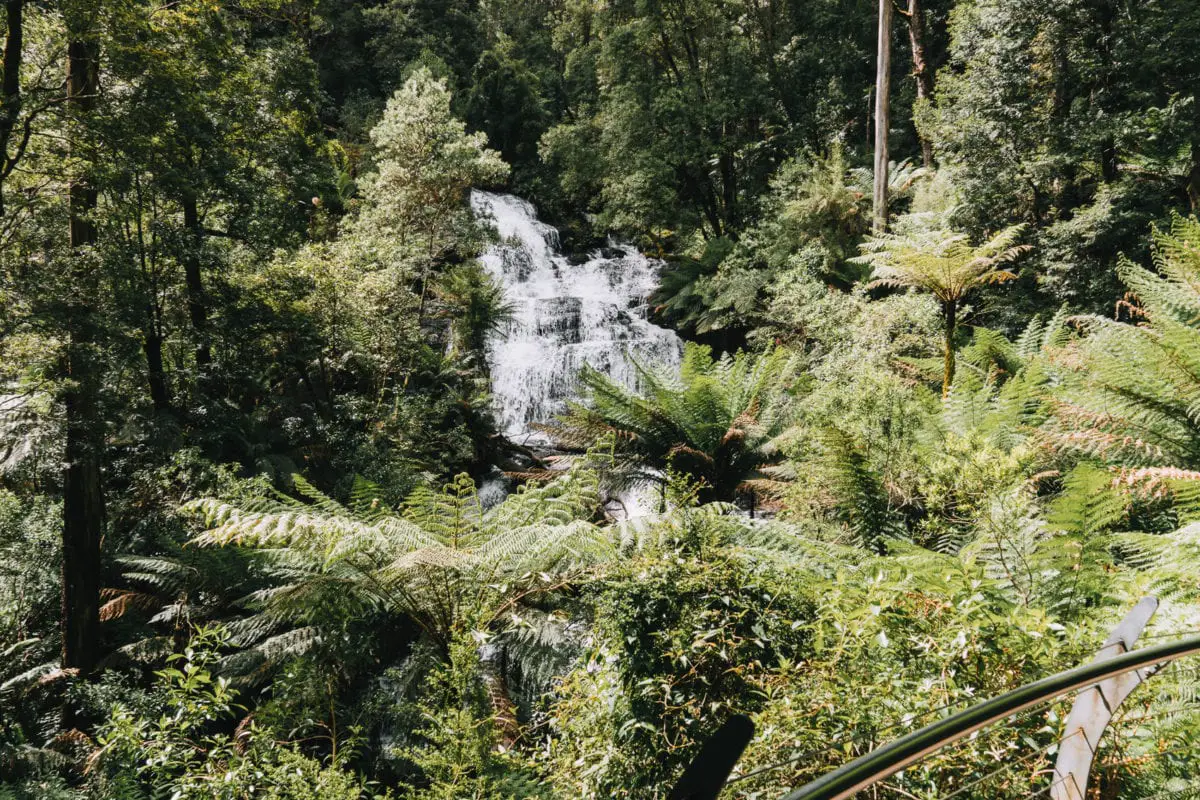 A multi-tiered waterfall seen through a veil of green ferns in a forest, sunlight filtering through the canopy. Triplet Falls is one of the many waterfalls along the Great Ocean Road.