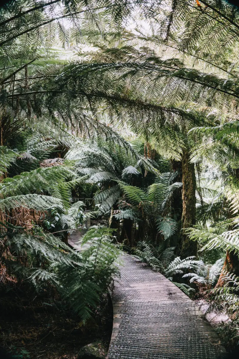 A wooden walkway meandering through a dense forest of tree ferns and lush greenery. Hopetoun Falls in the Great Otway National Park are some of the most beautiful waterfalls in Victoria Australia.