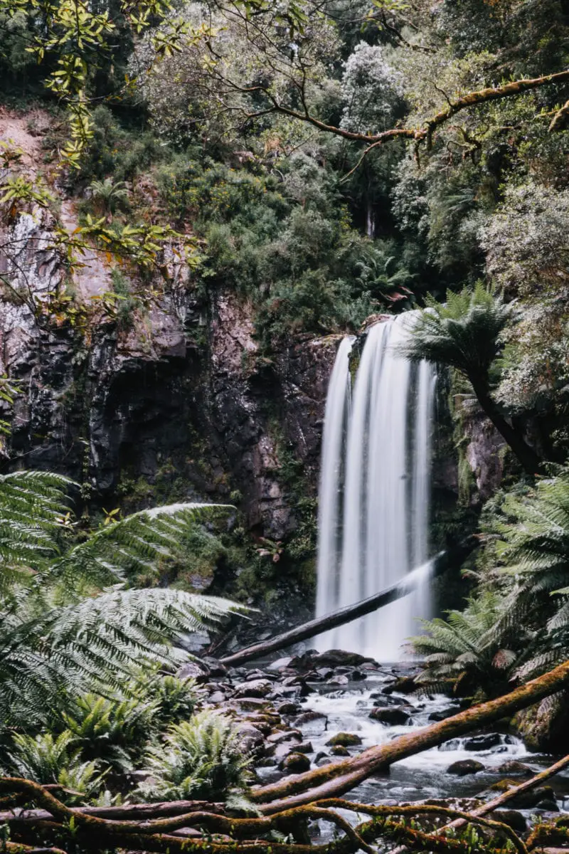 A waterfall cascading down a cliff into a rocky pool, surrounded by lush green ferns and trees. Hopetoun Falls in the Great Otway National Park are some of the most beautiful waterfalls in Victoria Australia.