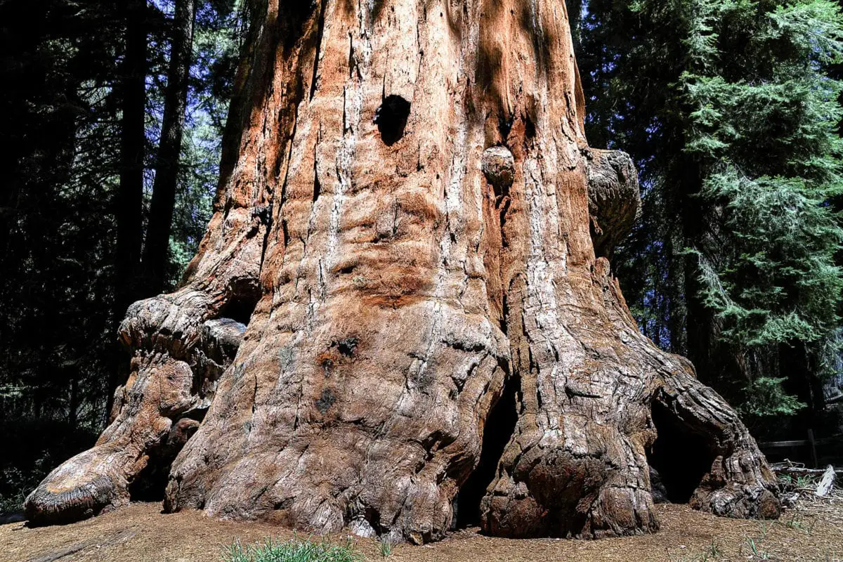 Stand under the enormous sequoia trees in Sequoia National Park in California