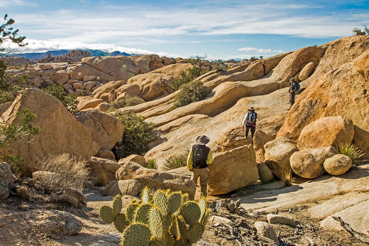 Joshua Tree National Park is a great place to visit in California - and it's easily accessible from Los Angeles and Palm Springs