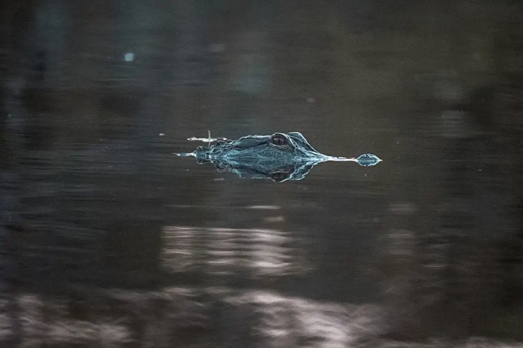 Close-up of an alligator's head peeking above the dark water surface, with a focused gaze and a blurred background. You can spot alligators and other wildlife in the Everglades National Park in Florida, USA.