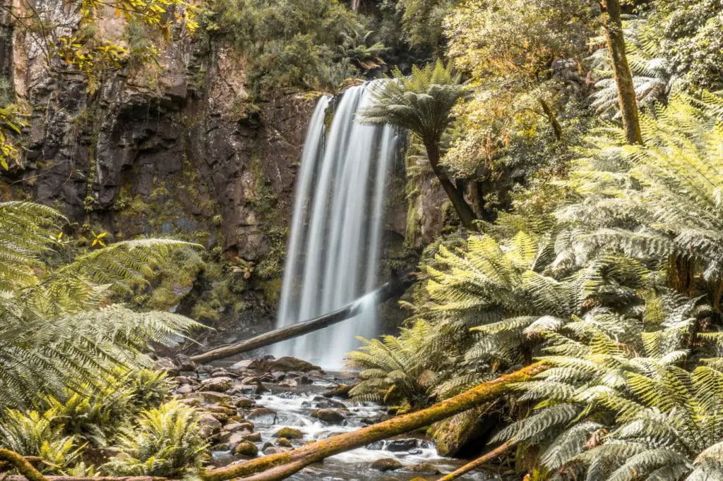 A waterfall - Hopetoun Falls on the Great Ocean Road, Australia - cascading down a cliff into a rocky pool, surrounded by lush green ferns and trees. Your Great Ocean Road itinerary should definitely include stops at the beautiful waterfalls.