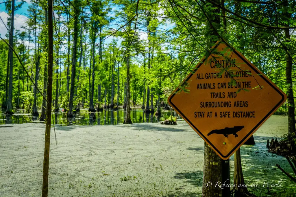 A cautionary sign near a swampy area warning of alligators and other animals on the trails, advising visitors to stay at a safe distance. The backdrop is a forested wetland with trees and open water.