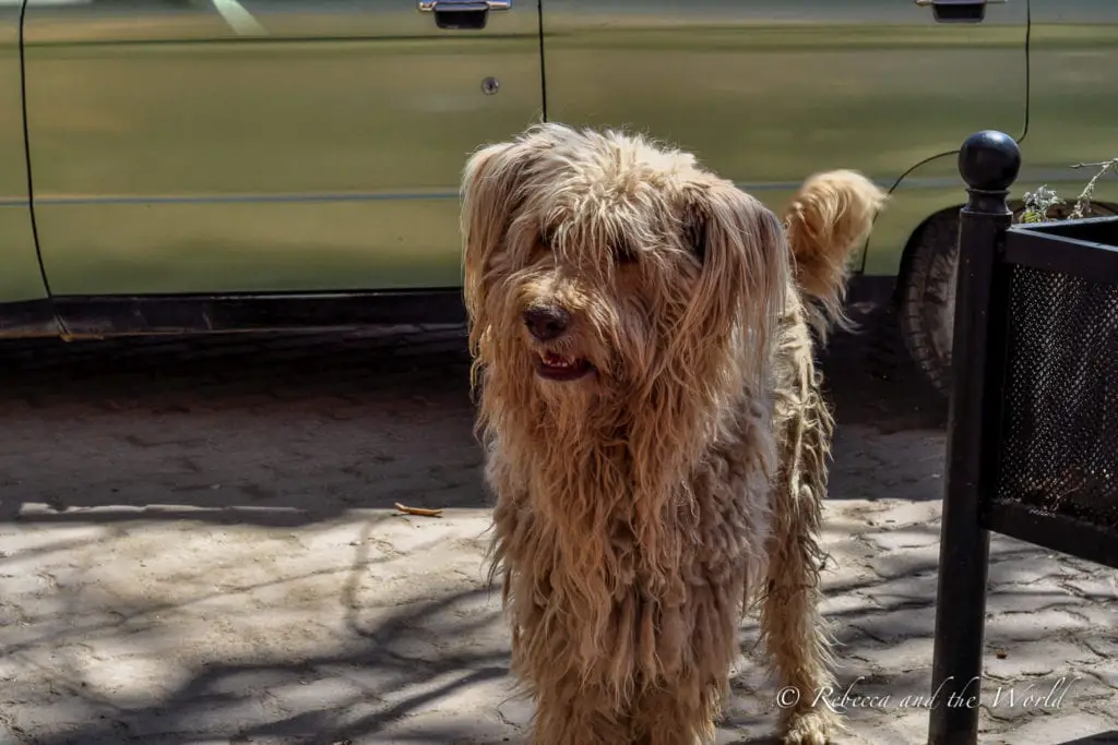 Stray dogs are everywhere in Argentina but they're usually very friendly - you have to watch out for their caca though!