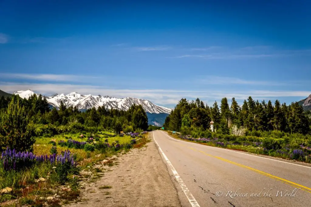 Is Argentina safe to visit? The country is generally very safe, including remote areas like the beautiful Bariloche region. Fir trees poke up in the distance, with colourful purple and pink flowers along the side of a road. Snow-capped mountains are in the background