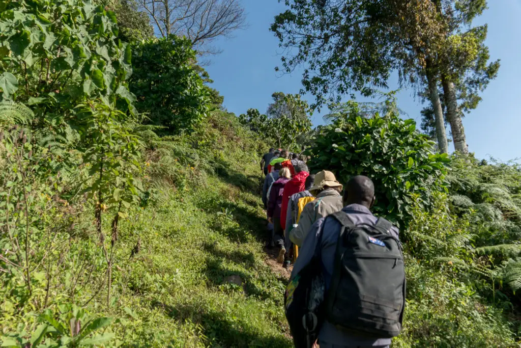 A group of people with backpacks trekking on a narrow, uphill path through a lush green forest. Gorilla trekking isn't easy - there are often steep, muddy paths so you need to be prepared.