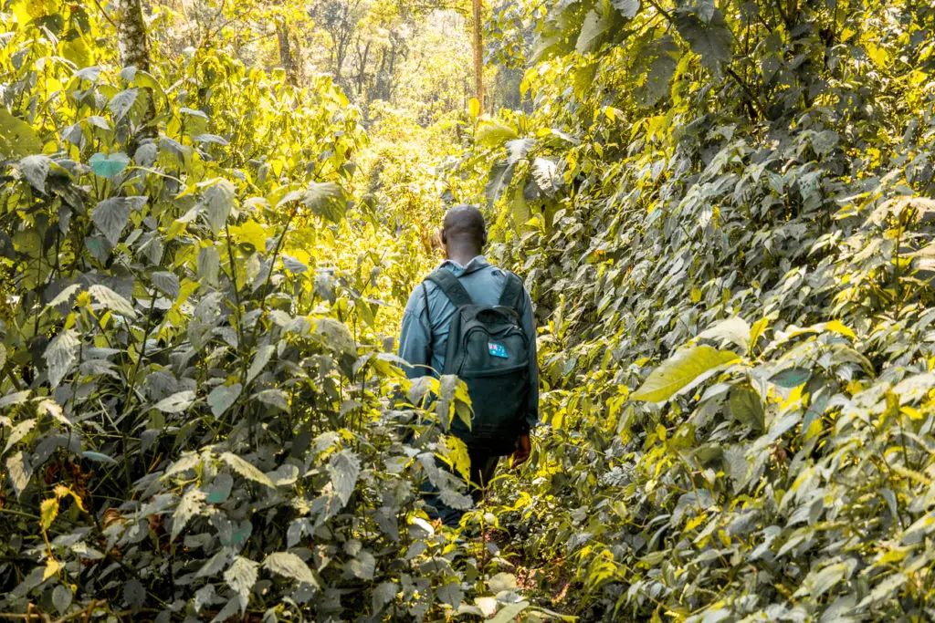 A person wearing a black backpack walking away from the viewer on a dirt path surrounded by dense, leafy vegetation. Gorilla trekking isn't easy - there are often steep, muddy paths that are overgrown, so you need to be prepared.