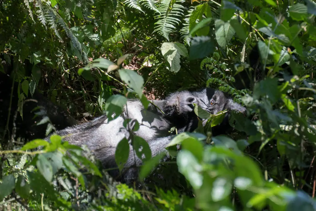 A grey-bellied gorilla lying amidst dense green foliage, partially obscured by leaves, with its gaze directed towards the viewer. The first time you see a mountain gorilla in the wild is something you won't soon forget!