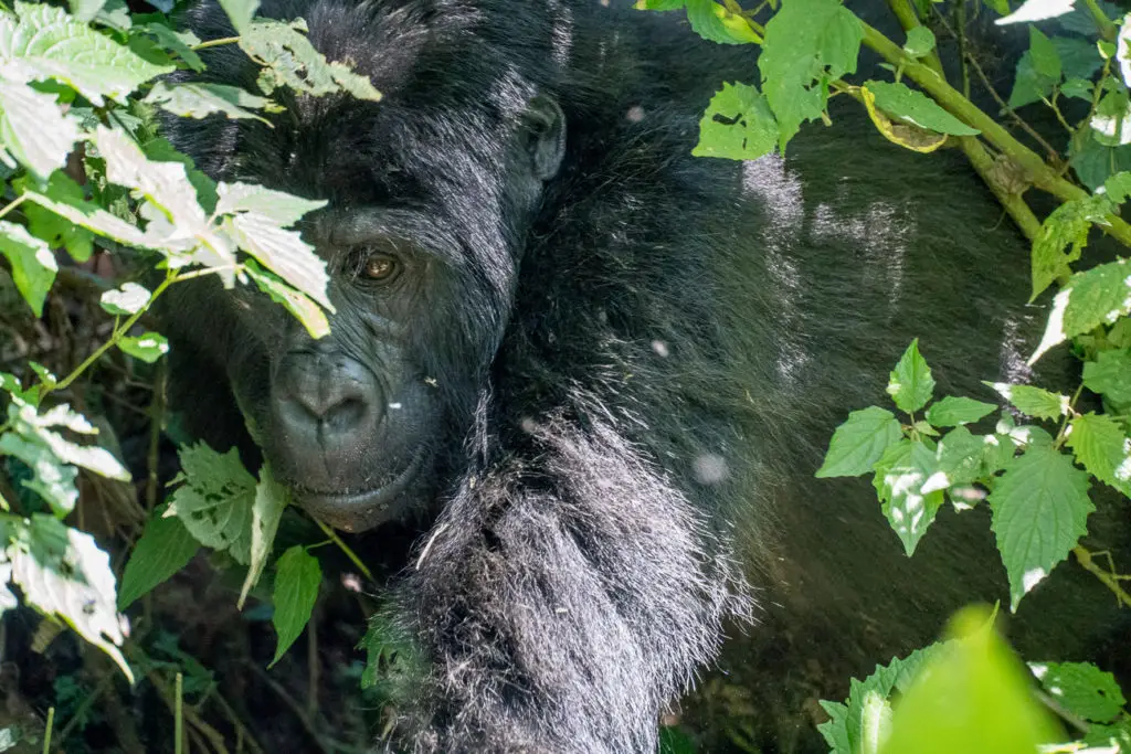 Close-up of a gorilla’s face, partially hidden by leaves, with a focused expression, set against a dark and leafy background. Trekking to see gorillas is an incredible experience!