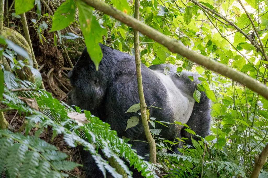 A gorilla seen from behind, moving through dense green underbrush, with its back to the viewer. Gorilla trekking is an incredible experience and one you should definitely do if you have the inclination, time and money.