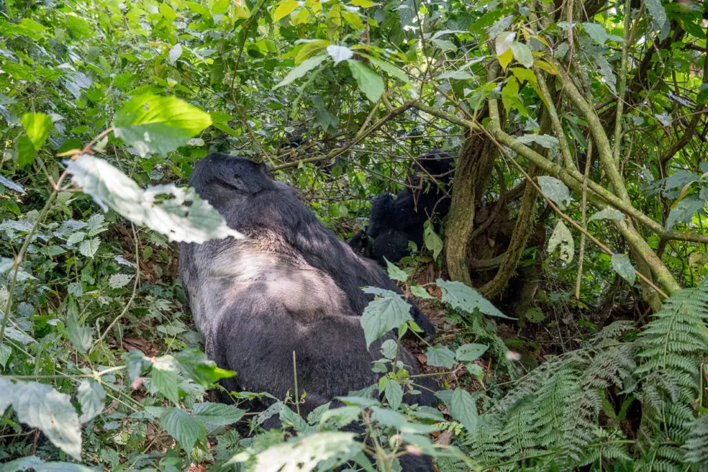 A gorilla lying on its side amongst dense green foliage, partially obscured by leaves, with its back facing the viewer. This is one of the mountain gorillas I saw while gorilla trekking in Uganda.