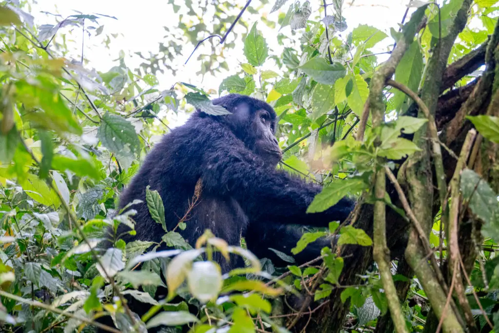 A gorilla nestled within dense vegetation, with its head turned away from the camera, partially hidden by surrounding leaves.