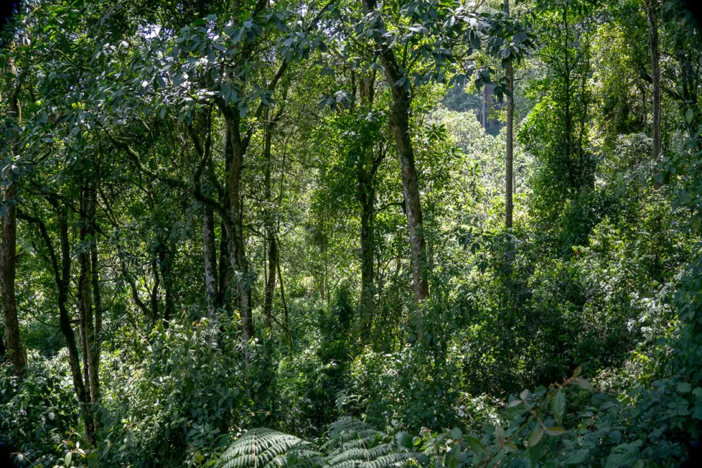 A dense forest scene with a variety of trees and underbrush, showcasing a diversity of green hues. This is the Bwindi Impenetrable Forest in Uganda.