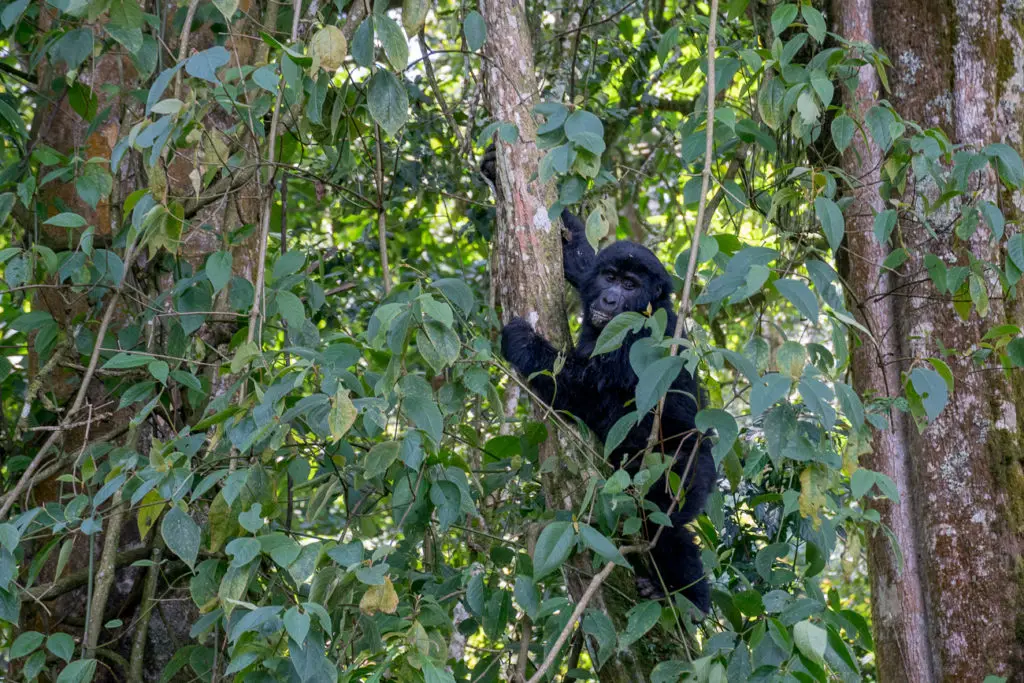 A gorilla clinging to a tree trunk, peering out from behind the leaves, with a curious expression.