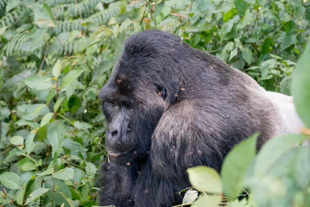 A close-up of a gorilla with a contemplative expression, set against a green leafy background.