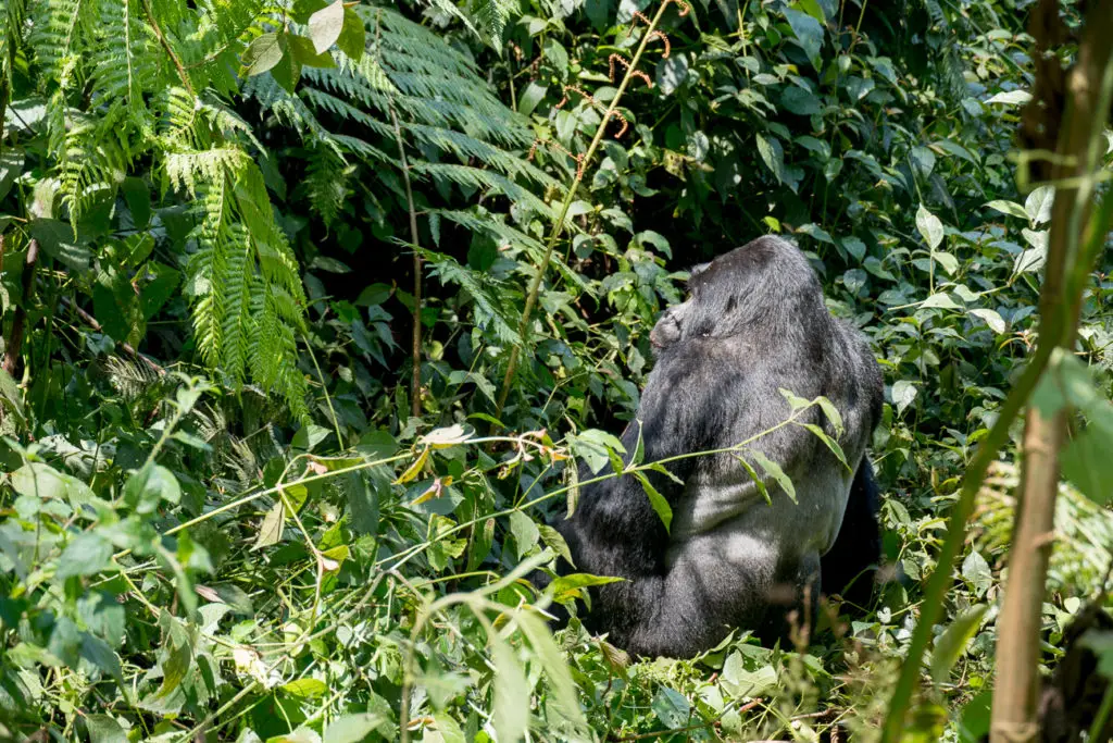 A silverback gorilla is seated among dense green foliage, turning its head to the side, partially obscured by the leaves. This is one of the mountain gorillas I saw while gorilla trekking in Uganda.