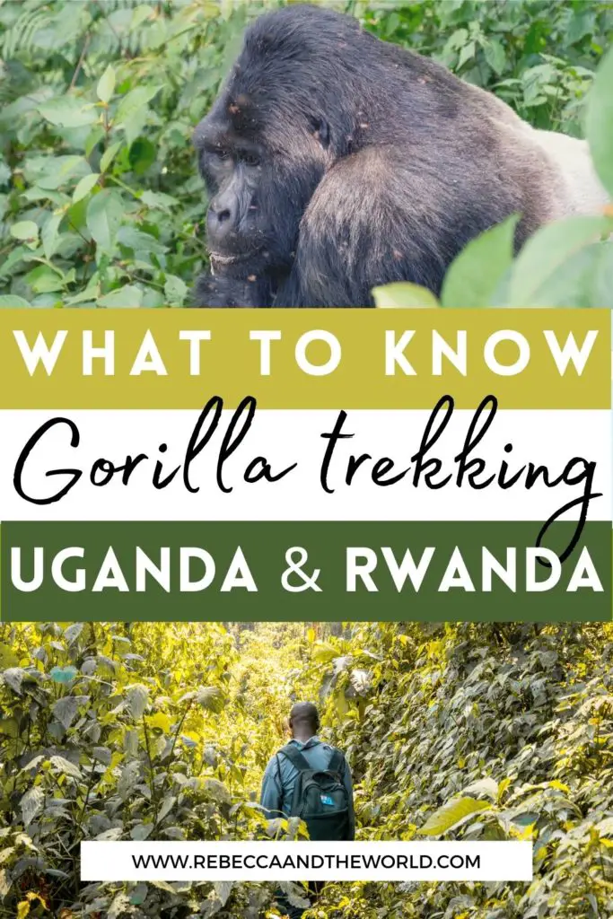 Everything you need to know about gorilla trekking in Uganda and Rwanda. What to expect, when to go, what to pack and more. This once-in-a-lifetime opportunity can't be missed! | Uganda | Rwanda | Gorilla Trekking | Gorilla Safari | Gorilla Trekking Uganda | Gorilla Trekking in Rwanda | Bucket List Items | East Africa Travel | Uganda Itinerary | Rwanda Travel | 