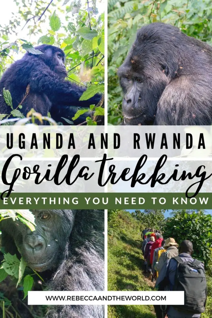 Everything you need to know about gorilla trekking in Uganda and Rwanda. What to expect, when to go, what to pack and more. This once-in-a-lifetime opportunity can't be missed! | Uganda | Rwanda | Gorilla Trekking | Gorilla Safari | Gorilla Trekking Uganda | Gorilla Trekking in Rwanda | Bucket List Items | East Africa Travel | Uganda Itinerary | Rwanda Travel |