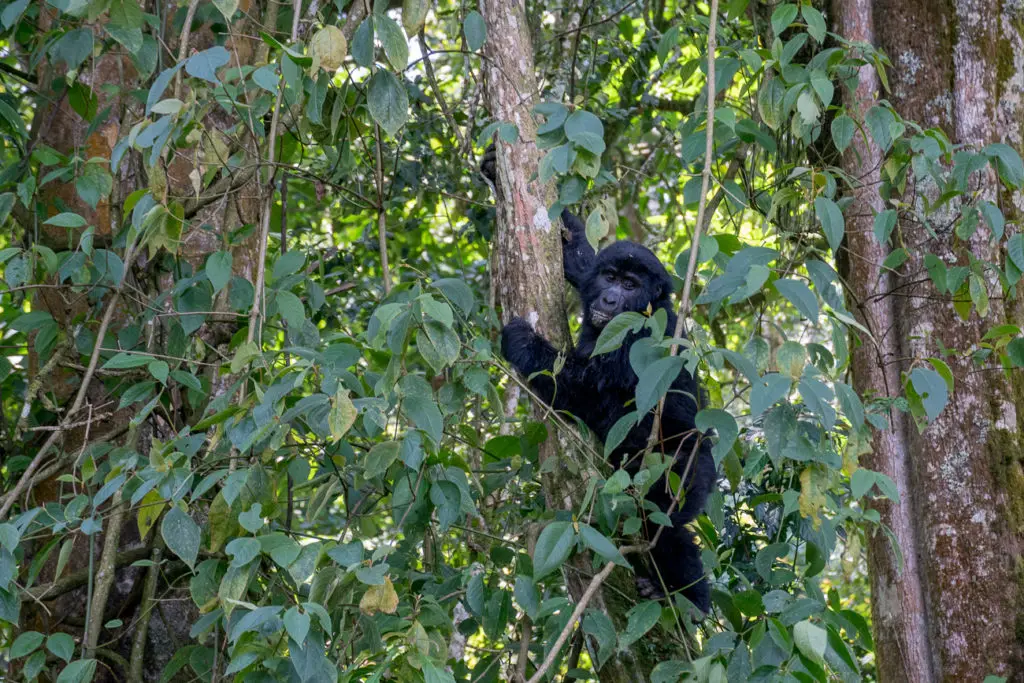 Wondering what to wear when you first meet gorillas in the wild? This gorilla trekking packing list will help.
