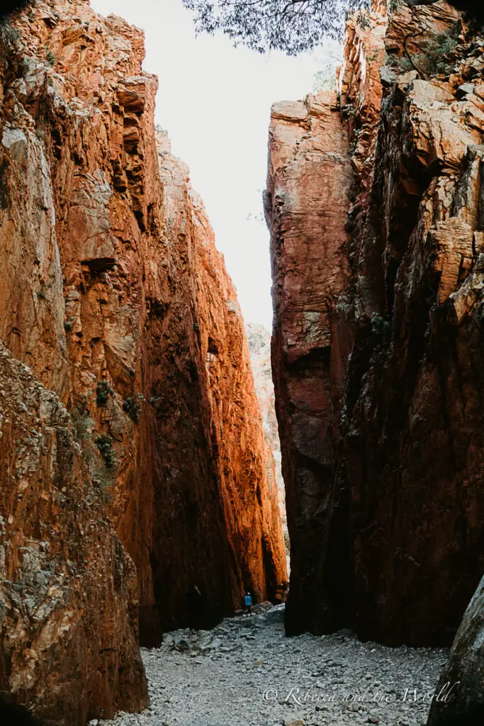 A dramatic narrow canyon with vertical red walls, a person visible in the distance for scale, highlighting the canyon's grandeur. This is Standley Chasm just outside of Alice Springs.