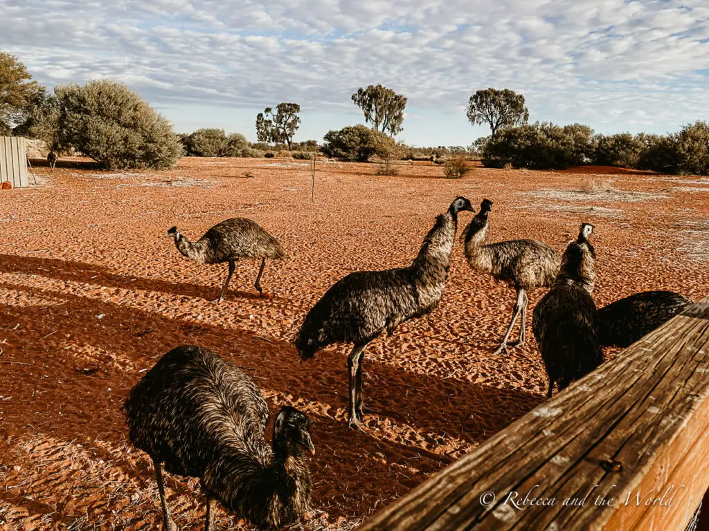 A group of emus gathered in a dusty Outback enclosure with sparse shrubs in the background. They are foraging on the ground, with some looking curiously towards the camera. Emus at the Erldunda Roadhouse in the Northern Territory - this is a good place to stay on the Red Centre Way.