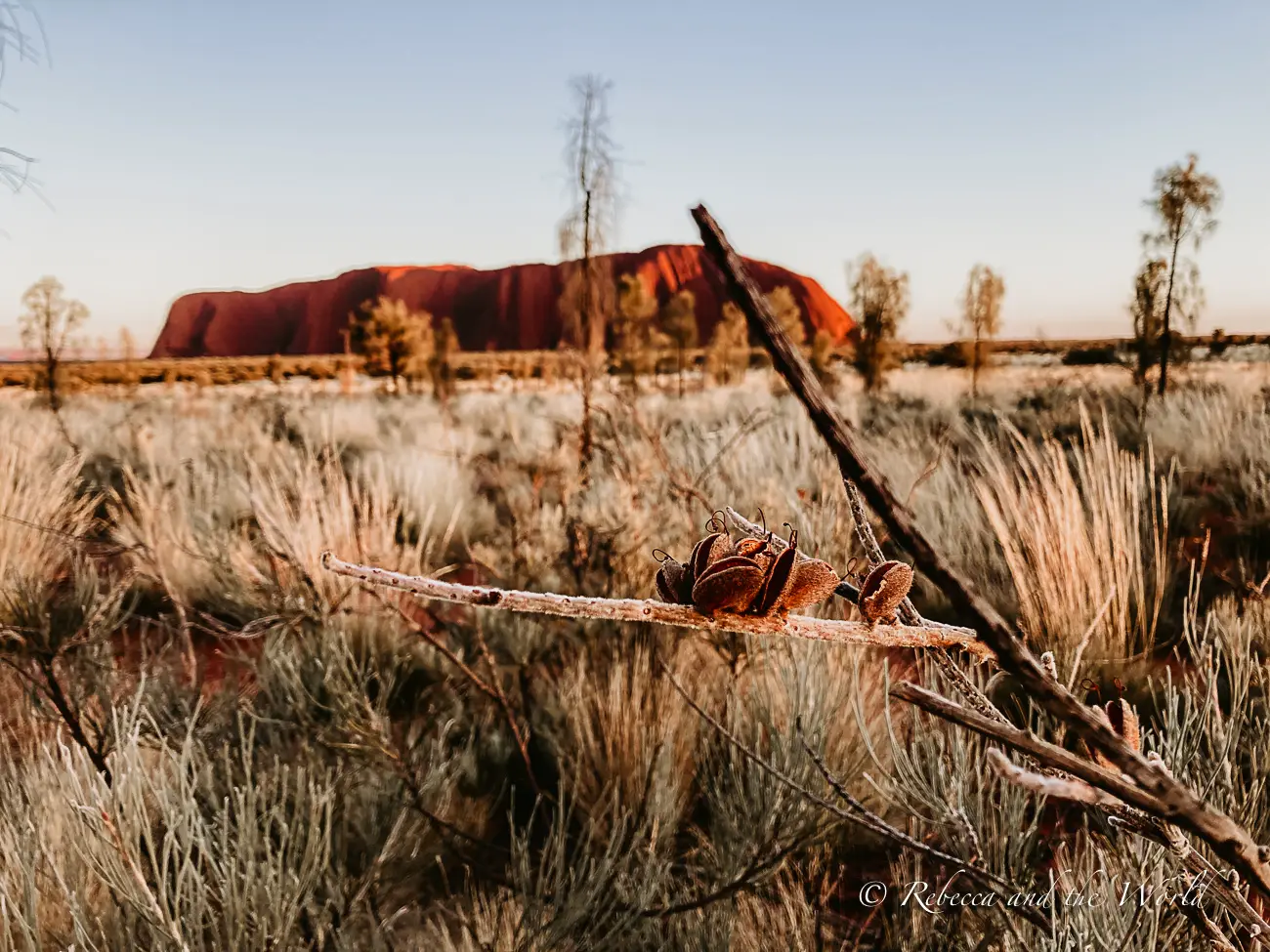 A view of Uluru at sunrise with the rock formation glowing red, a close-up of a plant in the foreground, and the desert landscape covered with spinifex grass.