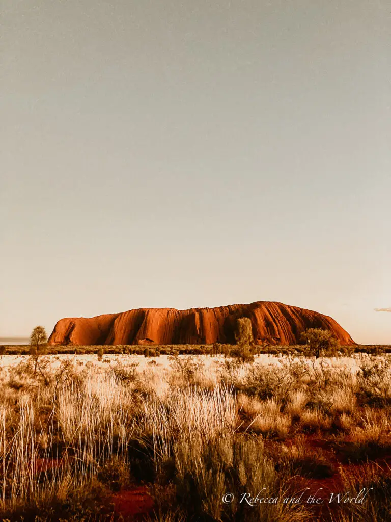 The iconic Uluru (Ayers Rock) captured during sunset with its surface glowing red and the surrounding plains covered with tall, sunlit grass.