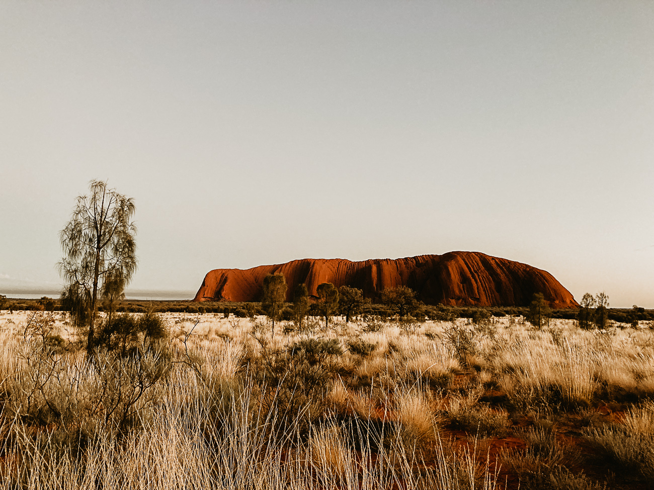 A wide, open landscape showcasing Uluru (Ayers Rock) at sunset with its deep red tones. Sparse vegetation and dry grasses are in the foreground, against a soft blue sky.