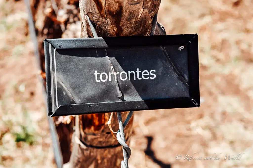 A close-up of a vineyard sign labeled "torrontes" attached to a tree trunk, indicating the variety of grapes grown there. Torrontes is a great white wine varietal that you can try in Cafayate, one of Argentina's best wine regions.