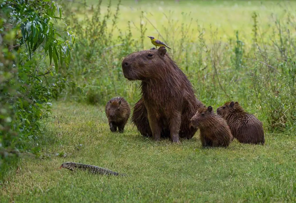 An adult capybara is surrounded by three baby capybara. A bird sits on the adult's head, while a lizard can be seen in the green grass in the foreground. Esteros del Ibera is a great honeymoon destination in Argentina for nature-loving couples.