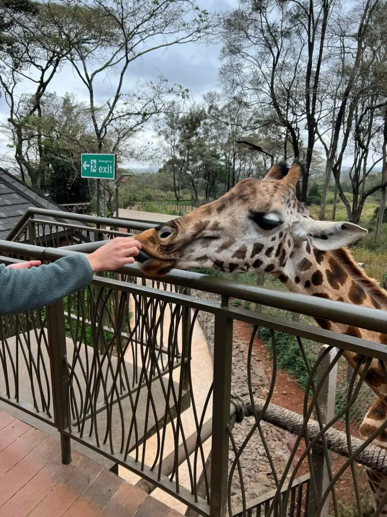 A person feeds a giraffe at the Giraffe Center in Nairobi, one of the most popular things to do in Kenya and a must for your itinerary!