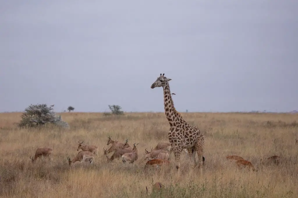 A giraffe and other wildlife at Maasair Mara National Reserve, one of the must-visit destinations in Kenya