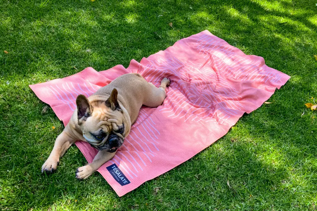 A fawn-coloured French bulldog lies on a peach-coloured Tesalate beach towel on green grass