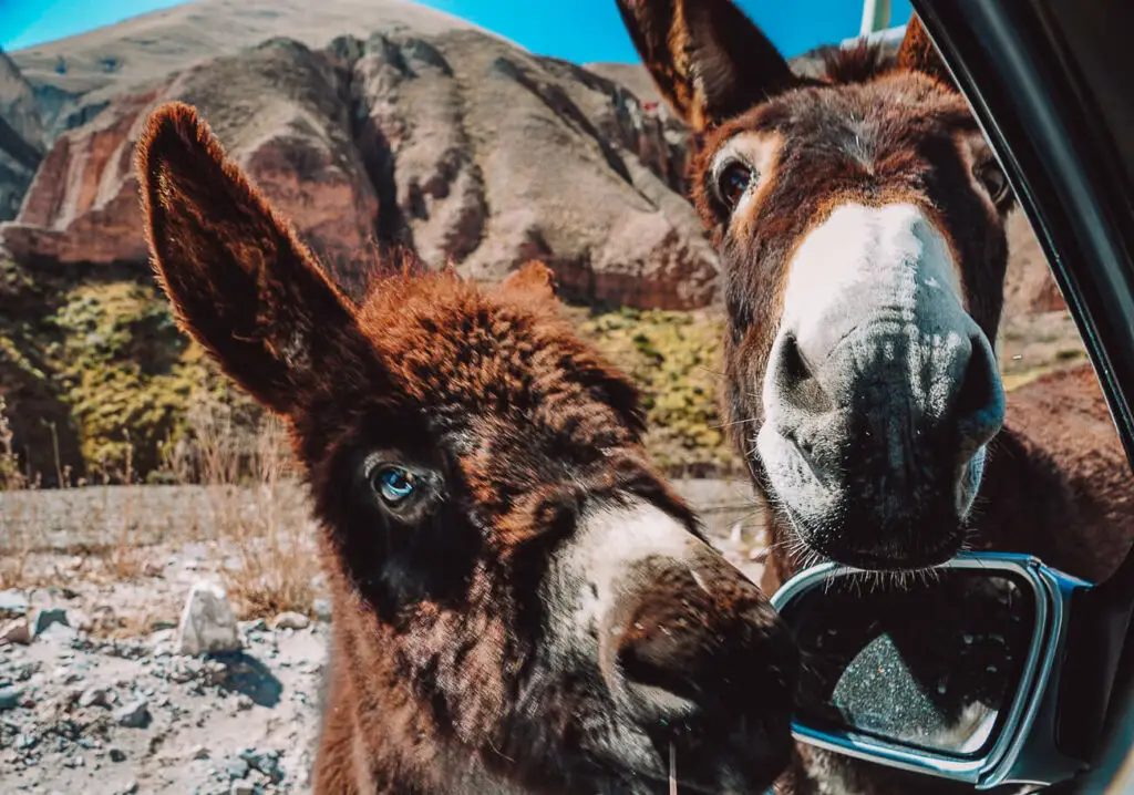 Two donkeys poke their head into the driver's window of a rental car in Argentina. In the distance are mountains