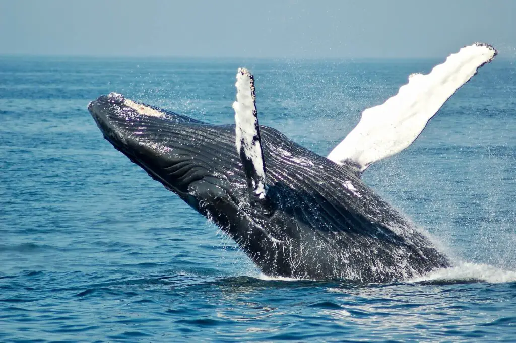 A humpback whale breaching the surface of the ocean, with its body mostly out of the water and its long pectoral fins visible against a calm sea and clear sky.