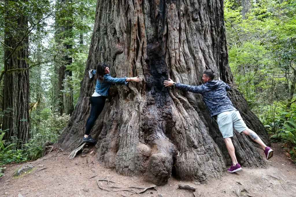 A man and woman (the author) stretch their arms around a large redwood tree in California