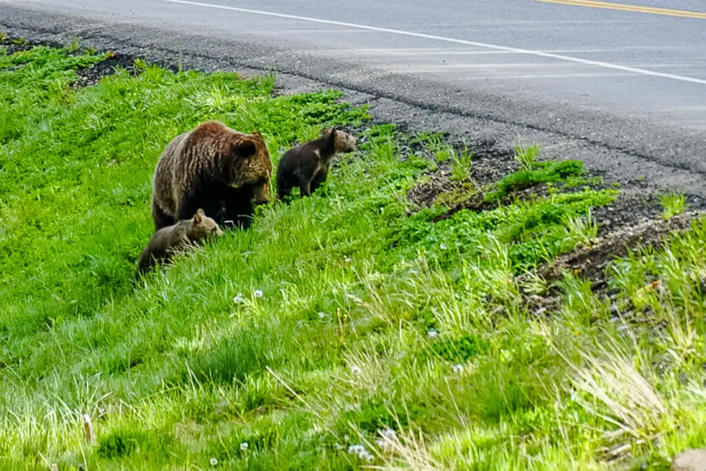 A bear and her two cubs in the grass alongside a road in Yellowstone National Park, a USA bucket list destination