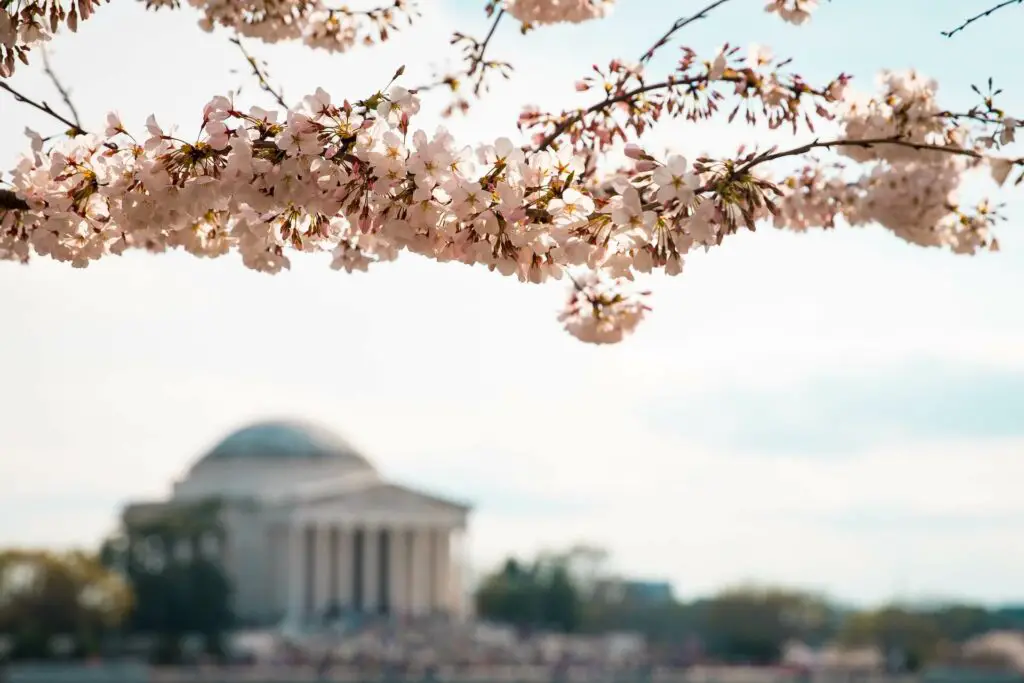 Cherry blossoms frame an image of Washington DC, with a blurred building in the background