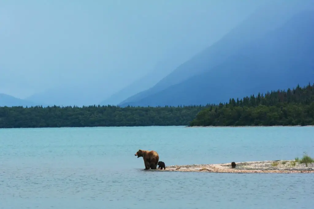 A bear and her two cubs stand on a patch of land by the water in Alaska