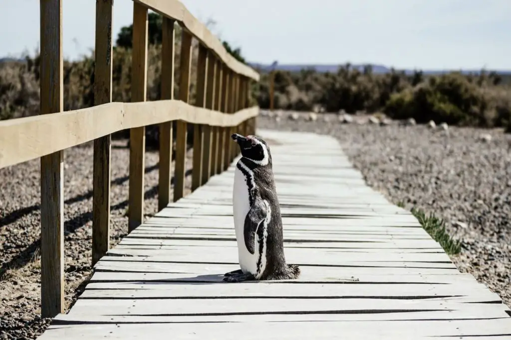A Magellanic penguin stands on a wooden boardwalk in Peninsula Valdes, Argentina, with a wooden railing, set against a sparse, arid landscape.