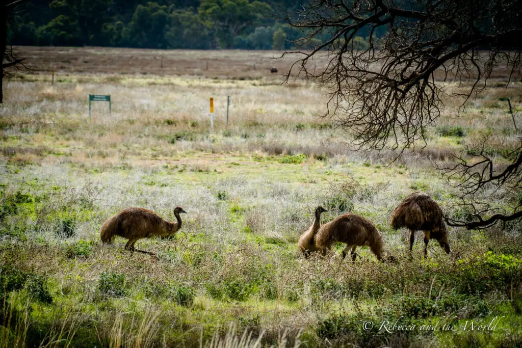 Four emus foraging in a grassy field with sparse trees. The background shows a wire fence and a forested area under a cloudy sky. You'll see plenty of wildlife in Ikara-Flinders Ranges National Park in South Australia.
