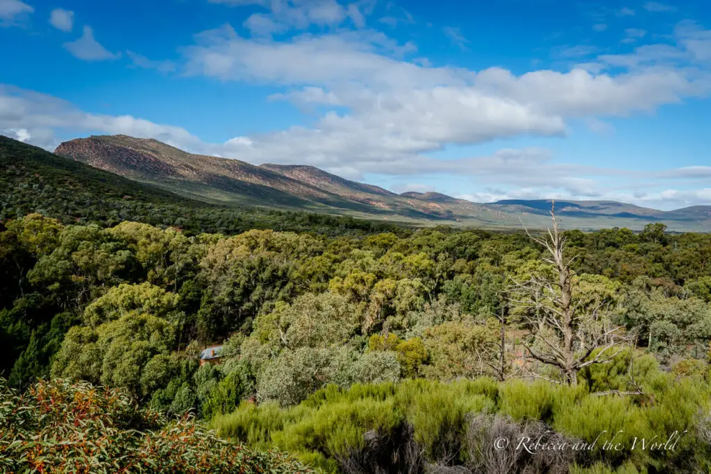 A lush green forest canopy with the rolling hills in the distance - the walls of Wilpena Pound in South Australia's Flinders Ranges National Park. The foreground shows dense greenery with a small structure partly visible among the trees.